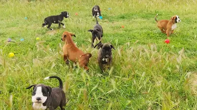 Centre Canin Griffin S Sky