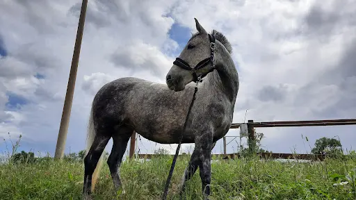 Centre Equestre Cabrerolles