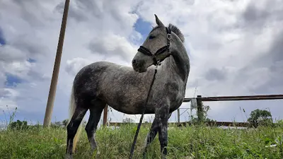 Centre Equestre Cabrerolles