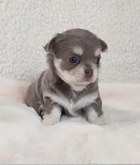 Les Chouchous de Delphine, Elevage Famillial de Chihuahua