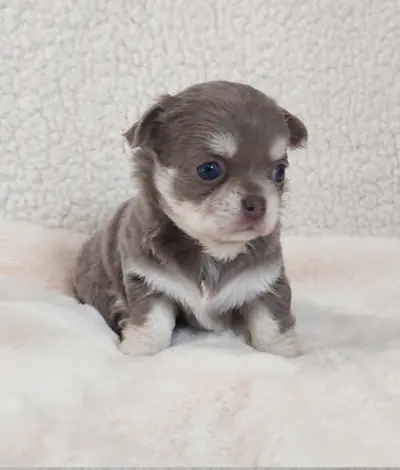 Les Chouchous de Delphine, Elevage Famillial de Chihuahua