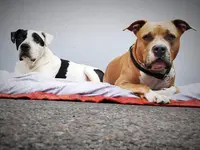 Educ Dogs And Masters