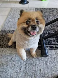 Au Rendez-vous des Chiens Chics