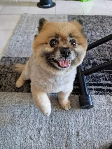 Au Rendez-vous des Chiens Chics