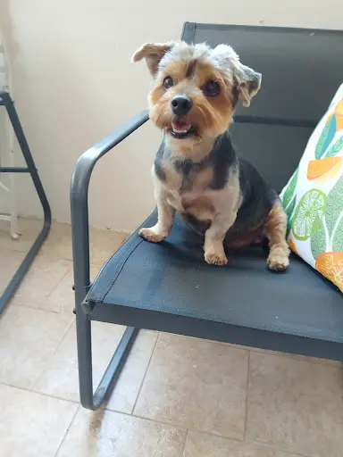 Toilettage Dog et Cie