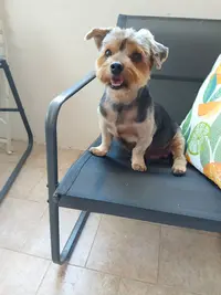 Toilettage Dog et Cie