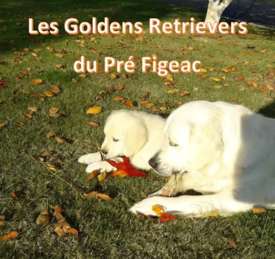 Les Goldens du Pré Figeac