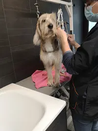 Coin Dog
