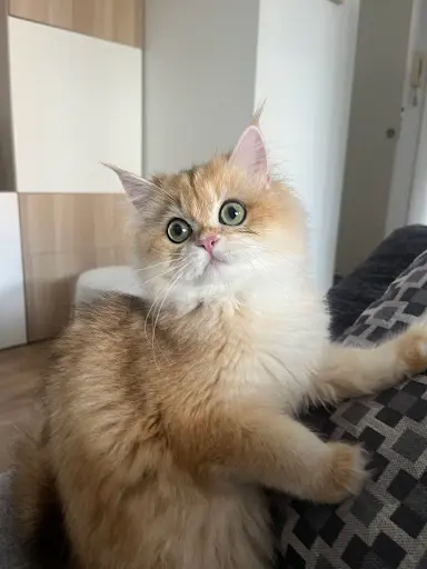 Chatterie de Tahiti - Élevage de British Longhair
