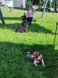 Ethiquement Chien - Comportementaliste & Éducateur Canin