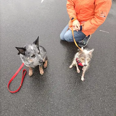 Odateam, Educateur Canin, Comportementaliste Animalier, Pet Sitter, Pension Familiale