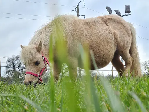 Olivia-ranch