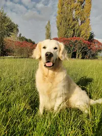 Éducateur Canin Vendée
