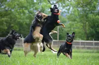 Dogwalking