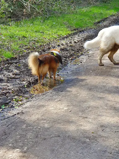 Canis Family