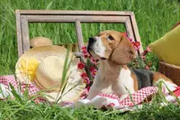 Du Mas Saint Clair : Élevage Chiots Beagle Var (83)