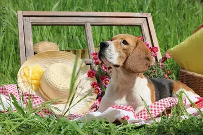 Du Mas Saint Clair : Élevage Chiots Beagle Var (83)