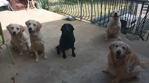 Coach Canin-hélène Nivan, Pension Canine Comme À la Maison