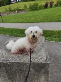 C Wouaf Animal