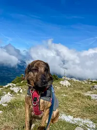 Educateur Canin Bien-être - Ariane