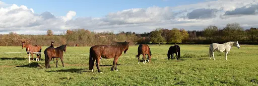 Pferdepension, Pferdeweiden Und Reitbetrieb Mäder, Simard, Frankreich