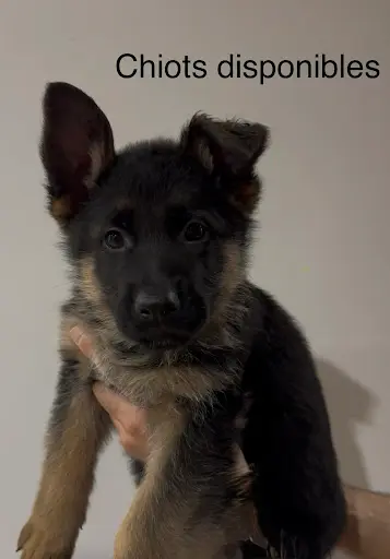 Élevage Berger Allemand des Loups de L’étoile