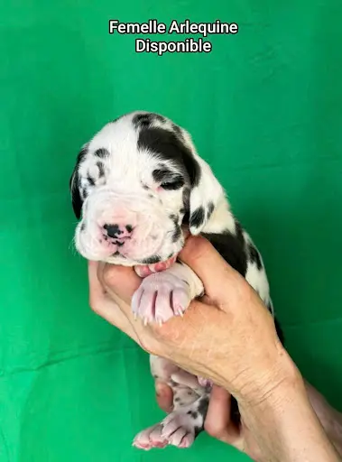 Elevage de Dogue Allemand de l'Outsaina