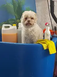 Chica Chic - Salon de Toilettage et Bien-être Canin