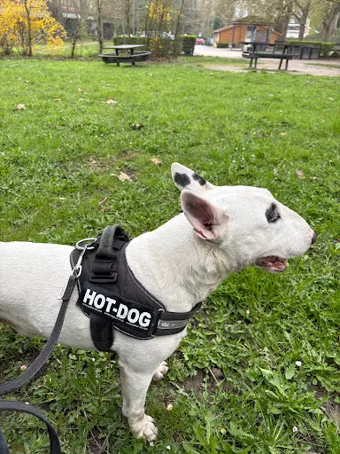 Éduc’dog & Co