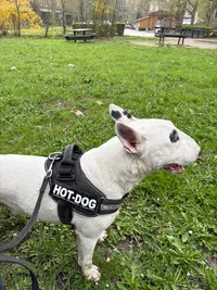 Éduc’dog & Co