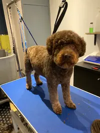 Snoopydog