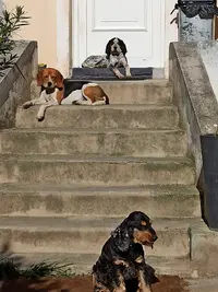 Aide Mon Chien Éducateur Canin, Consultant en Comportement sur Six Fours et Alentours
