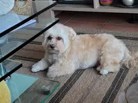 Atout Canin