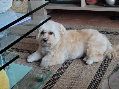 Atout Canin