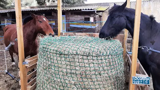 L’écurie du Mas de Cocagne - Gardiennage de Chevaux