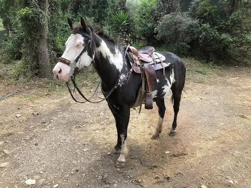 Les Chevaux du Roumagnan