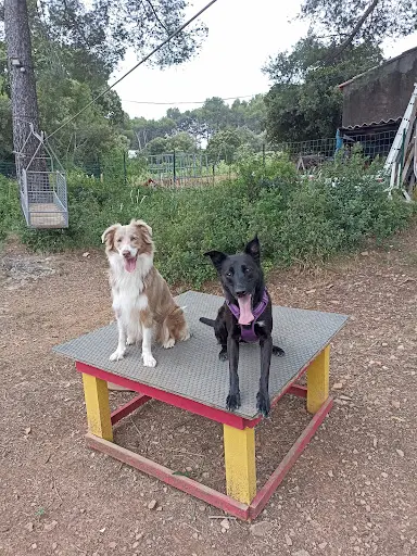 Les Petits Lou-loup