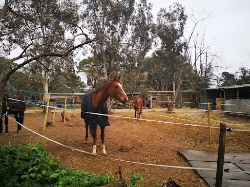 Pony S Ranch