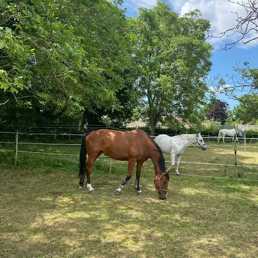 Écurie Cbm - Sport Horses