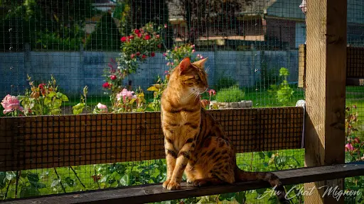 Au Chat Mignon