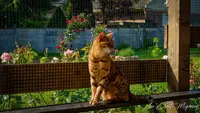 Au Chat Mignon
