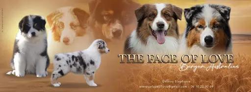 Élevage The Face Of Love - Chiots Bergers Australiens