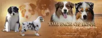 Élevage The Face Of Love - Chiots Bergers Australiens