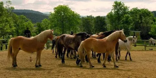 Centre d'Équitation Éthologique de la Beaume