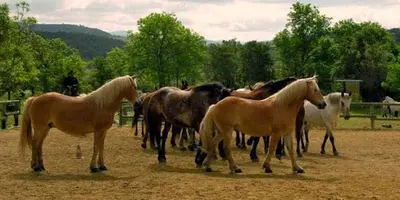 Centre d'Équitation Éthologique de la Beaume