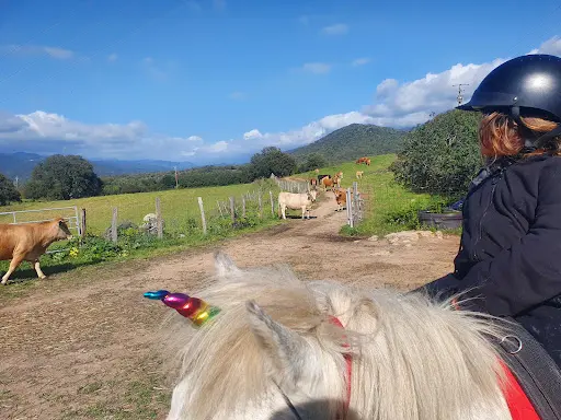 Les Poneys de Filitosa Filithorse