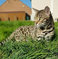 Chatterie de la Roll S du Bengal