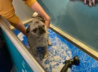 Dogwash Songeons