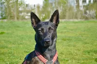 Doggyfeli - Education, Sports Canins et Pension Canine