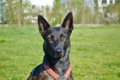 Doggyfeli - Education, Sports Canins et Pension Canine